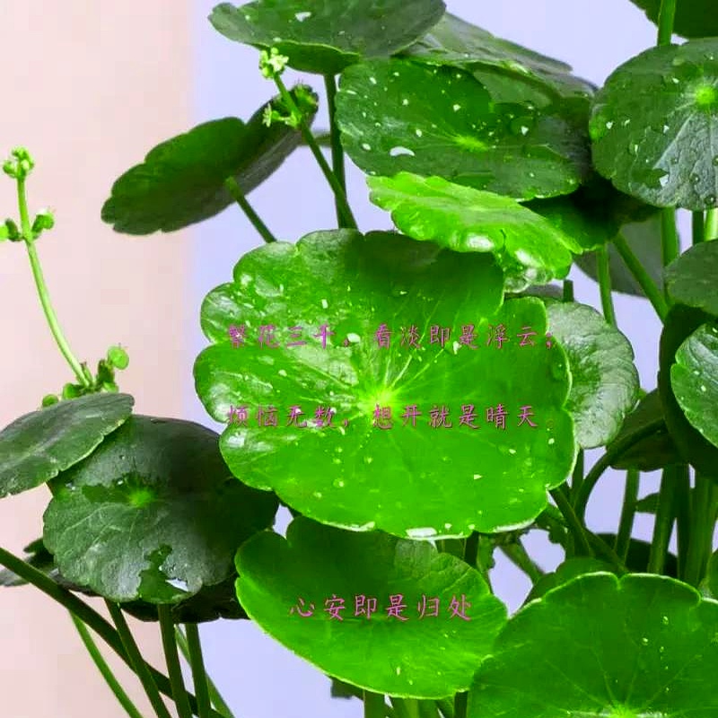 关于成王败寇！比赛中极致竞技，胜负皆有可能的信息